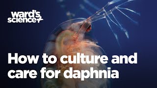 Caring and Culturing for Daphnia [upl. by Errised690]