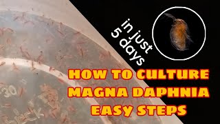 How to Culture Magna Daphnia Easily [upl. by Margetts]