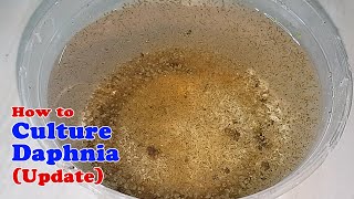 How to Culture Daphnia Update with ZERO Cost  Unlimited Live Food for Our Fish [upl. by Maye165]