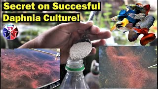 How to Culture Daphnia Successfully [upl. by Royall]