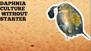 HOW TO CULTURE DAPHNIA NATURALLY WITHOUT A STARTER [upl. by Irv815]