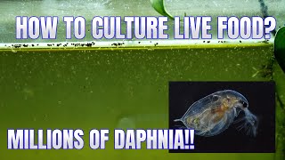 How to Culture Daphnia Secret Method to Breed MILLIONS  Simply Aquatic [upl. by Noreh]