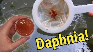 How I Culture Daphnia In Outdoor Tubs [upl. by Enorej814]