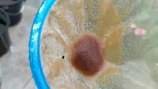 How to culture daphnia moina in a small container Part 1 English Subtitle [upl. by Ilhsa]