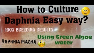 Daphnia MagnaHow to Culture Daphnia Easy wayCulturing Daphnia using Green water Daphnia [upl. by Linzy]