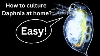 BEST Live Fish Food Beginner guide How to Culture Daphnia at home [upl. by Siusan666]