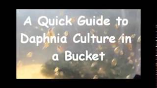 How to culture daphnia outside [upl. by Lanos141]