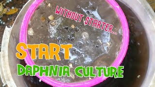 How to culture daphnia moina the easy way 1  Starting the Daphnia culture [upl. by Sivehc413]