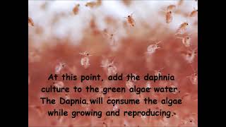 Daphnia  How to grow daphnia in your home [upl. by Aicatsan591]