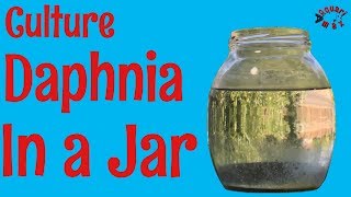 How to Culture Daphnia in a Jar [upl. by Nnylyar]