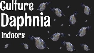 How to Culture Daphnia [upl. by Bradlee]