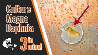 How to culture DAPHNIA MAGNA  The easy way [upl. by Fabiano]