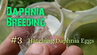 Daphnia Culture made simple and easy 3  Hatching Daphnia eggs [upl. by Assiralc]