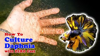 How to Culture Daphnia with ZERO Cost  Unlimited Live Food For Our Fish [upl. by Yhtrod]