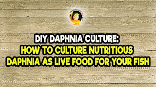 DIY Daphnia Culture How to Culture Nutritious Daphnia as Live Food for Your Fish [upl. by Noellyn]