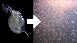 How I Culture Daphnia [upl. by Hgielsa]