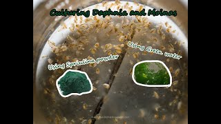 How To Culture Daphnia and Moinas using Green Water Spirulina powder [upl. by Bell]