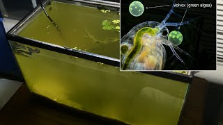 Raising Daphnia for the Freshwater Aquarium [upl. by Nodnal]