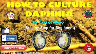 HOW TO CULTURE DAPHNIA In Easy Way [upl. by Kinghorn]